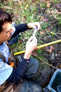 Chesapeake logperch surveying