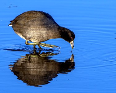 American Coot St. Marks NWR