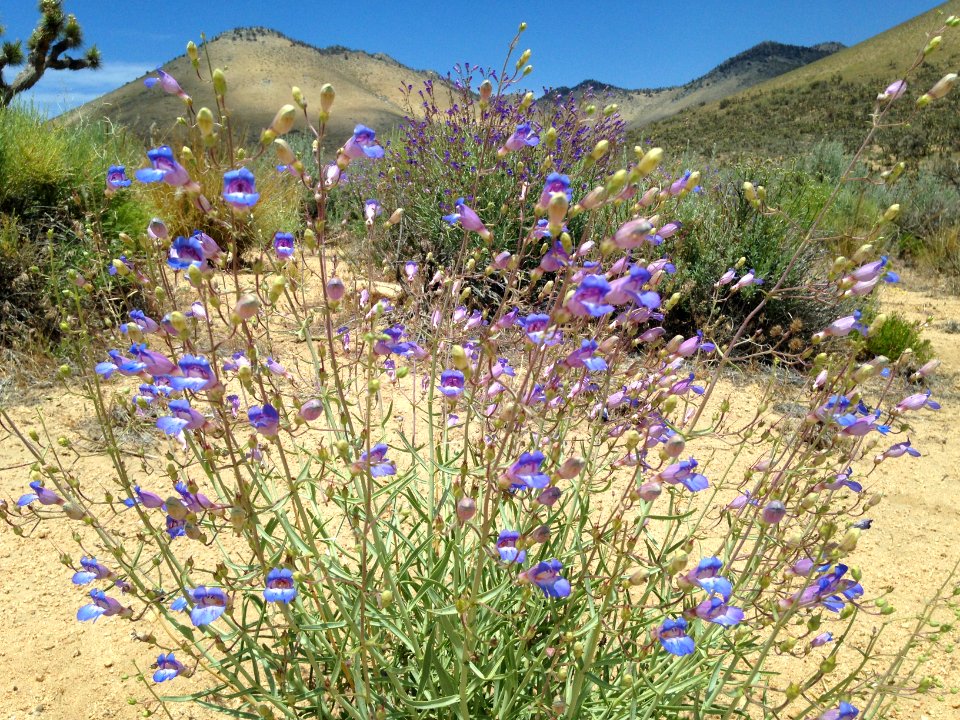 Kiavah Wilderness in the Ridgecrest Field Office