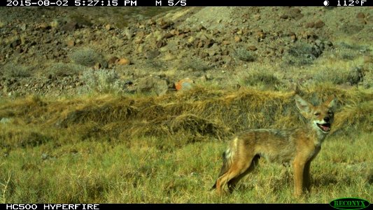 Coyote near Bonanza Spring