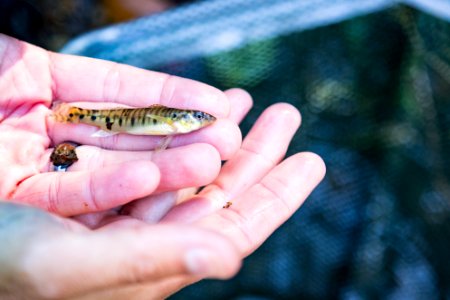 Chesapeake logperch surveying