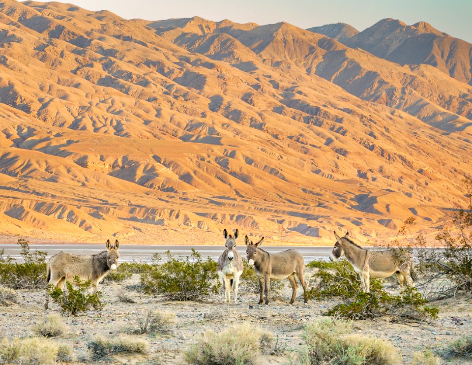 Panamint Valley Burros