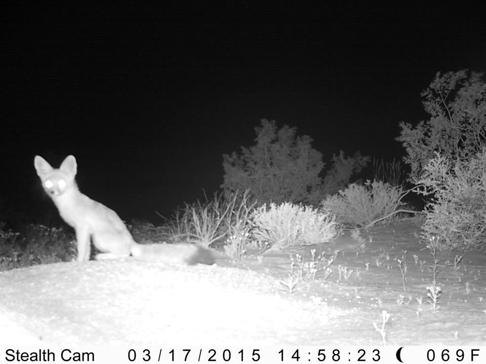 Desert Kit Fox in Sheephole Valley
