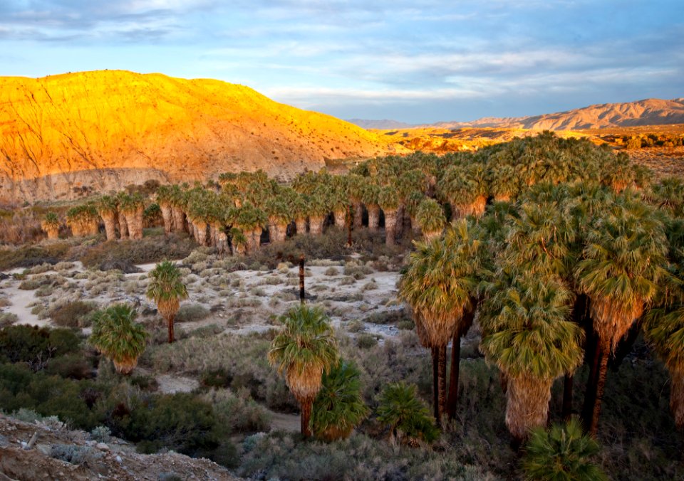 Coachella Valley Preserve photo