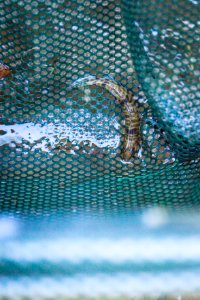 Chesapeake logperch surveying