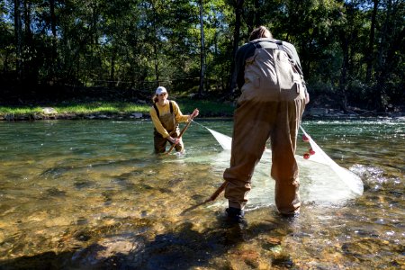 Chesapeake logperch surveying