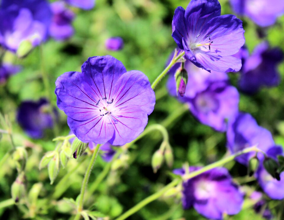 Flower nature plants
