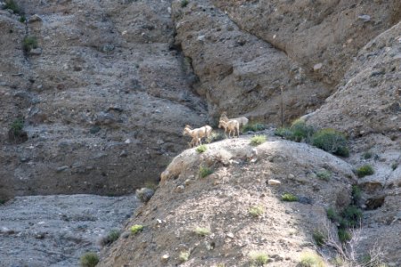 Pacific Crest Trail photo