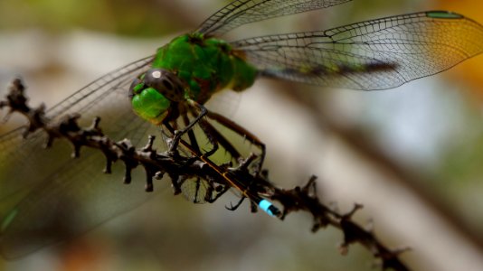 Dragonfly eating Damselfly