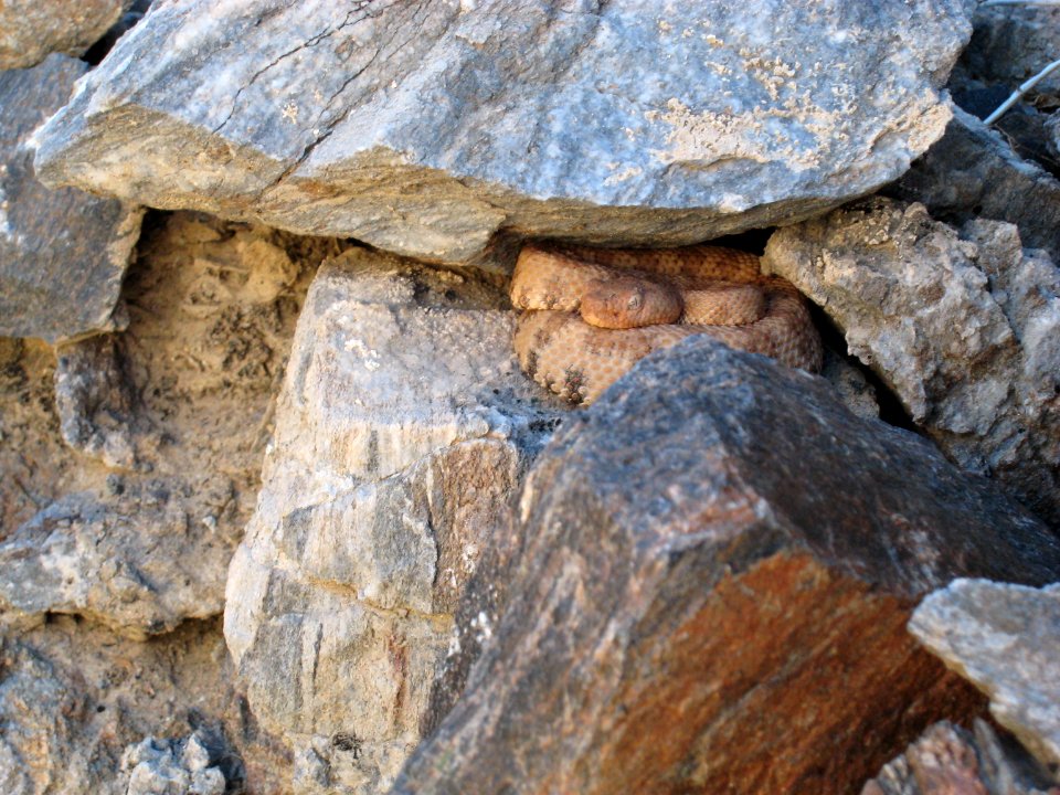 Speckled Rattlesnake