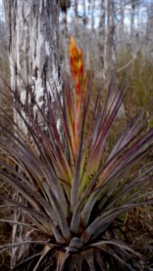 Cardinal Airplant