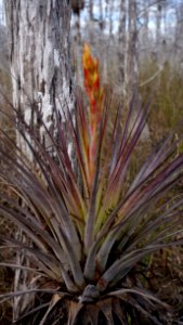 Cardinal Airplant photo