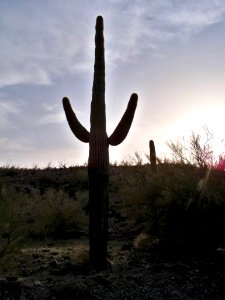 Views from the California Desert