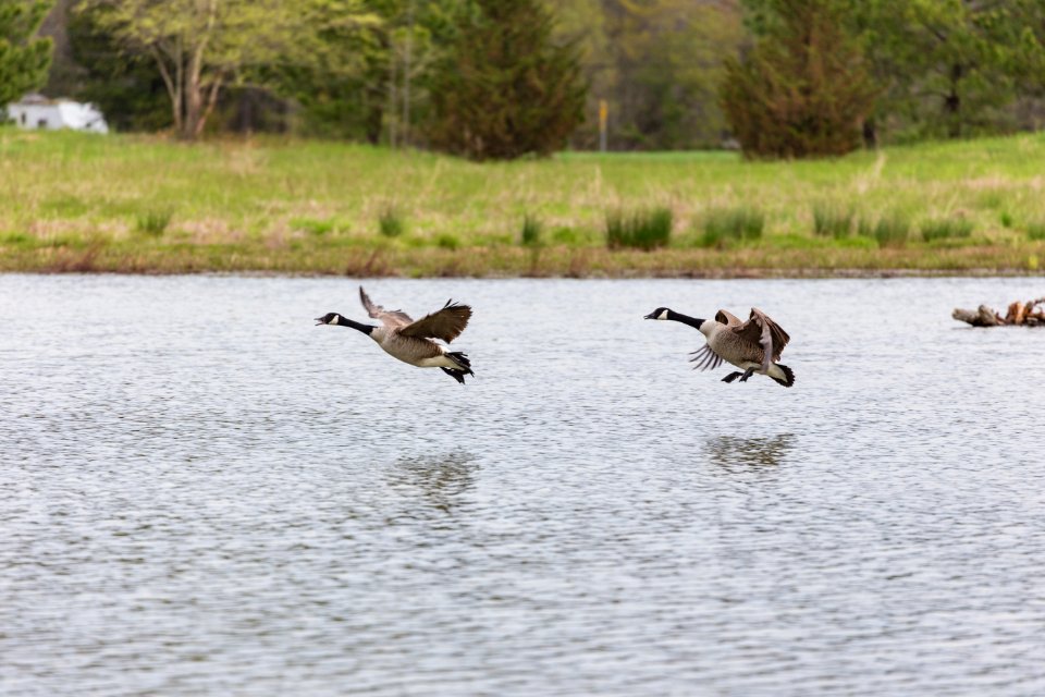 Geese landing in the restored wetland on Viola Farm