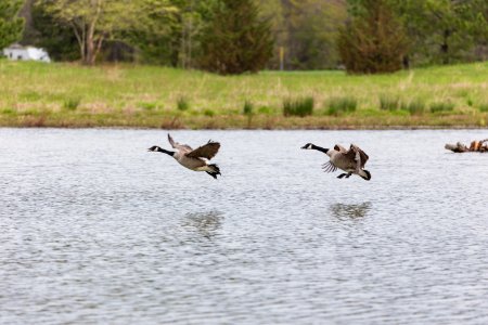 Geese landing in the restored wetland on Viola Farm