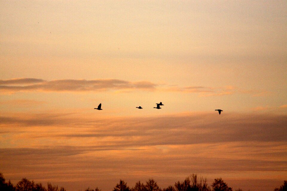Birds spring geese