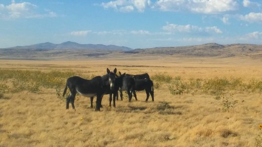 Wild Burro in Eagle Lake Field Office