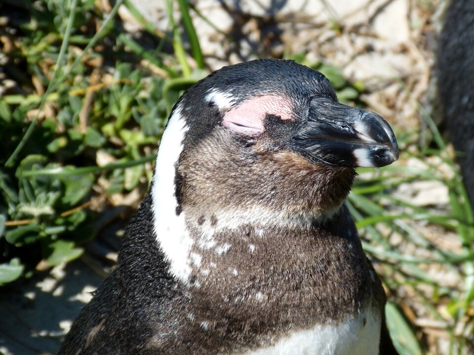 Cape peninsula penguin kappinguin