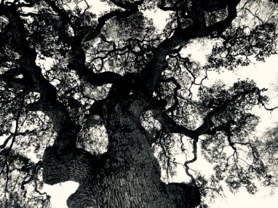 Ferguson Fire Oak Tree in the Mother Lode Field Office photo