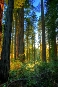 Headwaters Forest Reserve