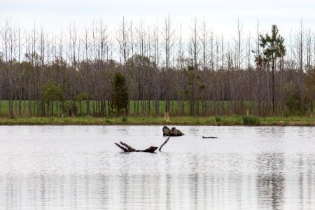 Mother duck and her ducklings in Viola Farm's restored wetland