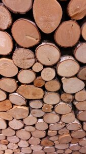 Tree trunks timber storage