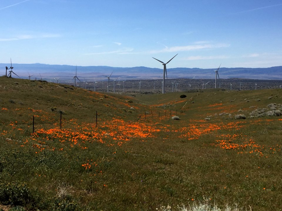 Antelope Valley Wind Farm in the Ridgecrest Field Office