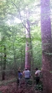 IBat Roost Tree, Indiana