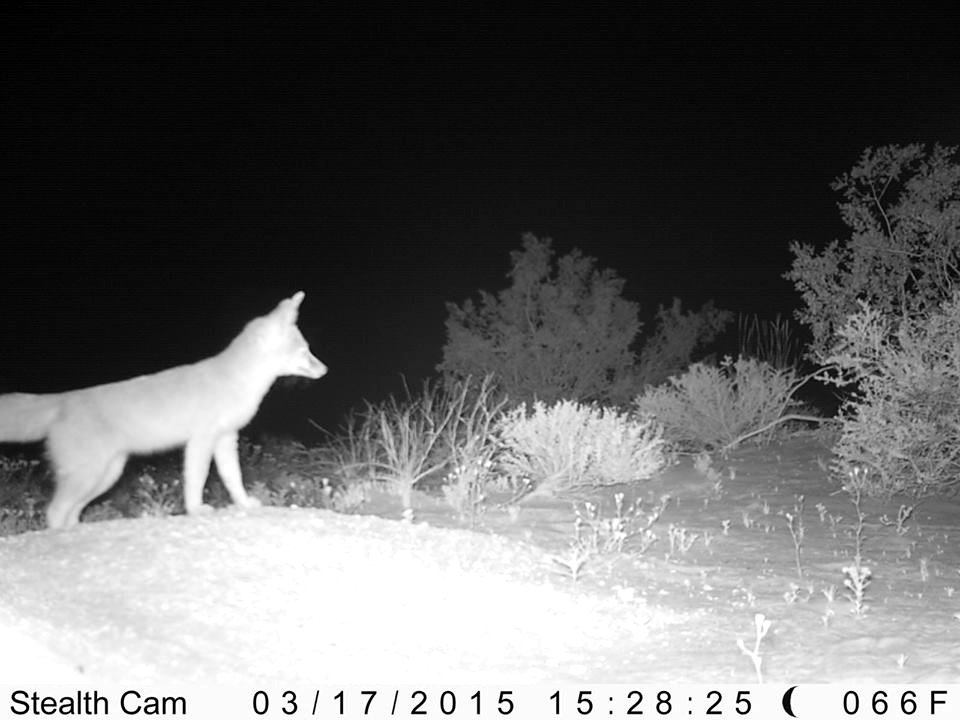 Desert Kit Fox in Sheephole Valley