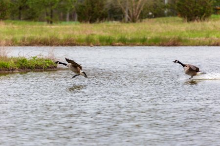 Geese landing in the restored wetland on Viola Farm