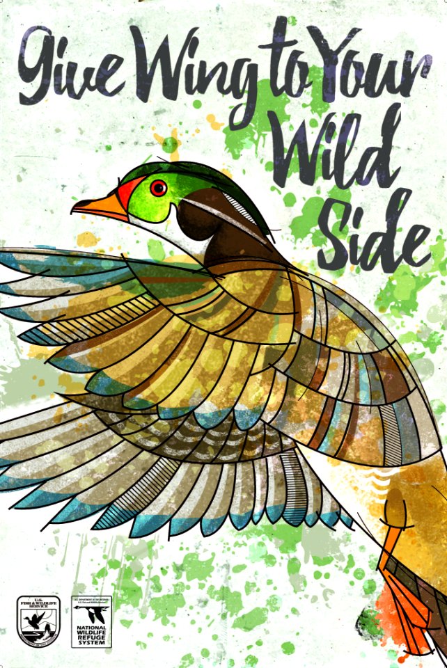 Wood Duck