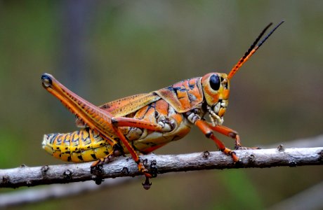Lubber grasshopper photo