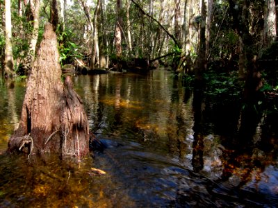 Headwaters of Turner River