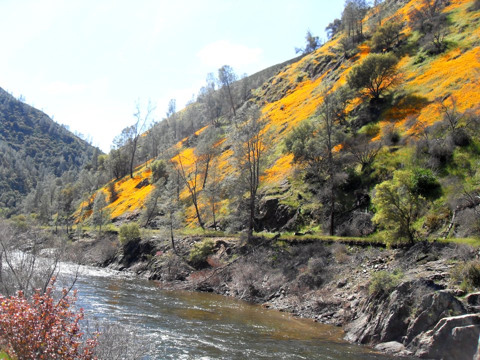 Merced River Near Poppies