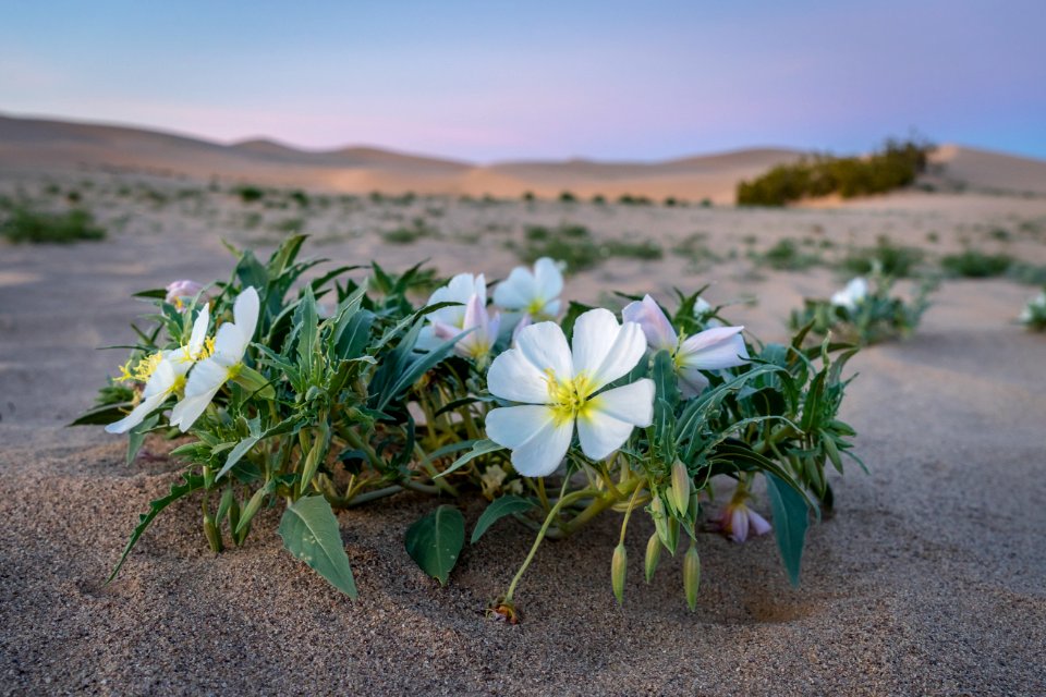WINNER: Cadiz Dunes in Needles Field Office