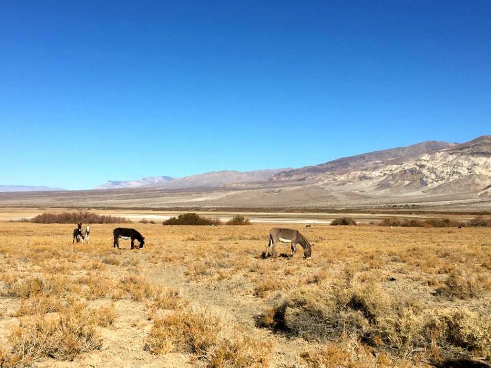 WINNER: Panamint Valley burros in the Ridgecrest Field Office