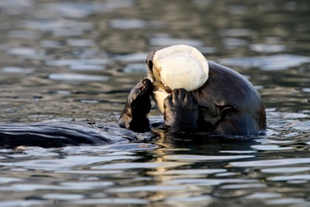 Sea Otter