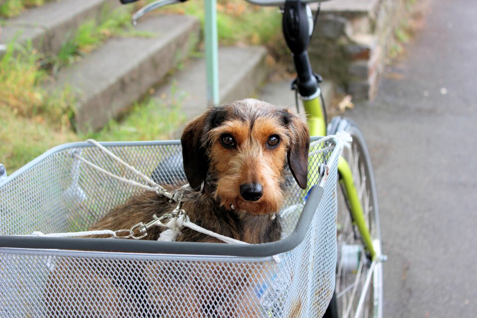 Bicycle basket street