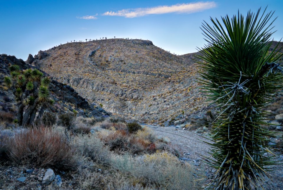 Inyo Mountain Wilderness
