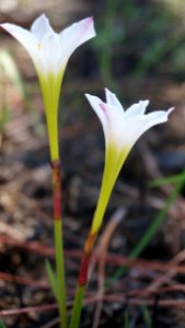 Zephyrlily