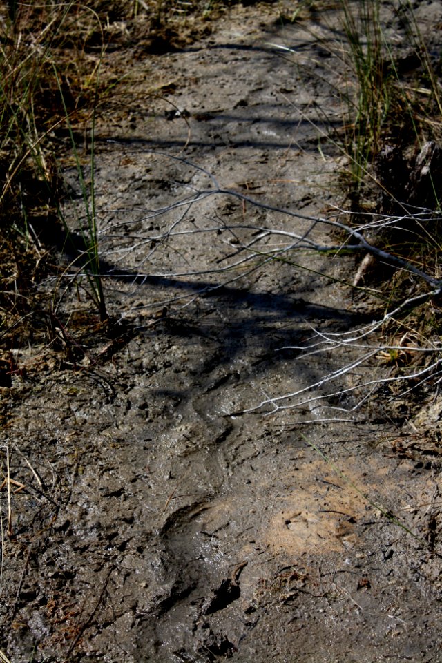 Snake Trail