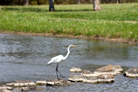 Heron 03 photo