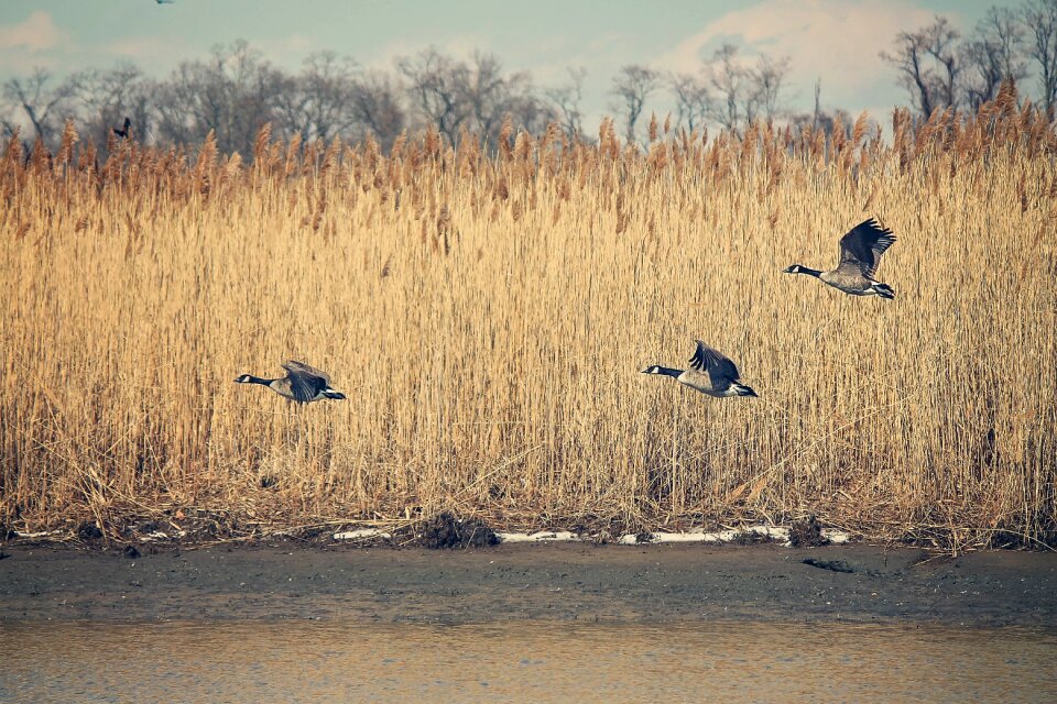 Wildlife nature group