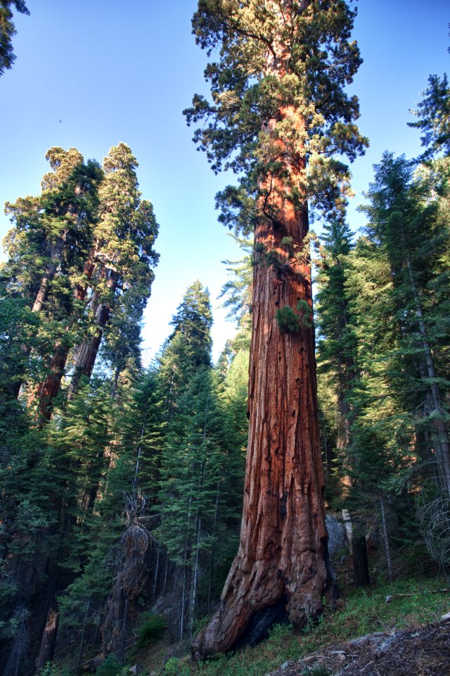 Case Mountain Giant Sequoias