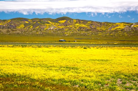 April 2019 Wildflowers at Carrizo Plain National Monument