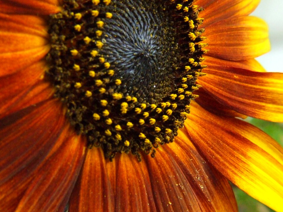 Blossom bloom orange