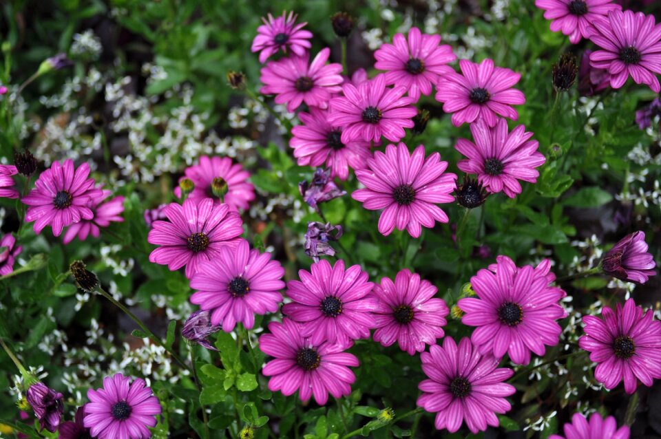 Wild flower daisy spring photo