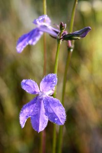 Glades Lobelia