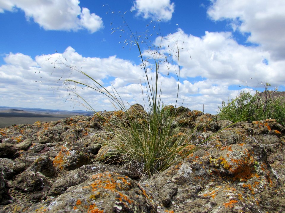 Indian Ricegrass in the Applegate Field Office