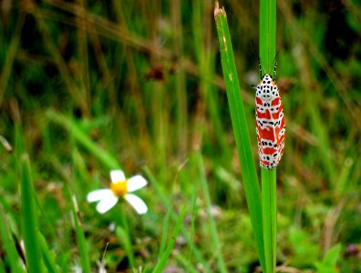 moth and spanish needles photo